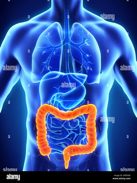 bpi colon photos|33,600+ Colon Stock Photos, Pictures & Royalty.